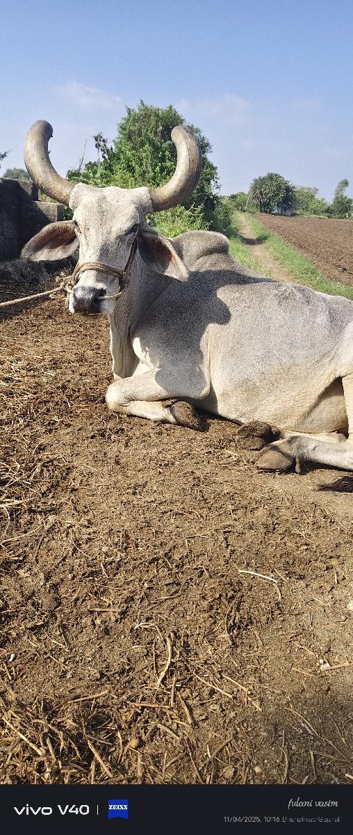 બળદ મફતમાં આપવાના છે