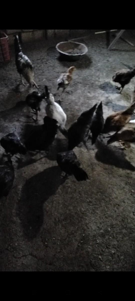 થંબનેલ 2