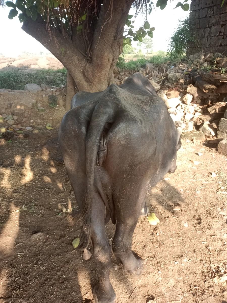 થંબનેલ 3