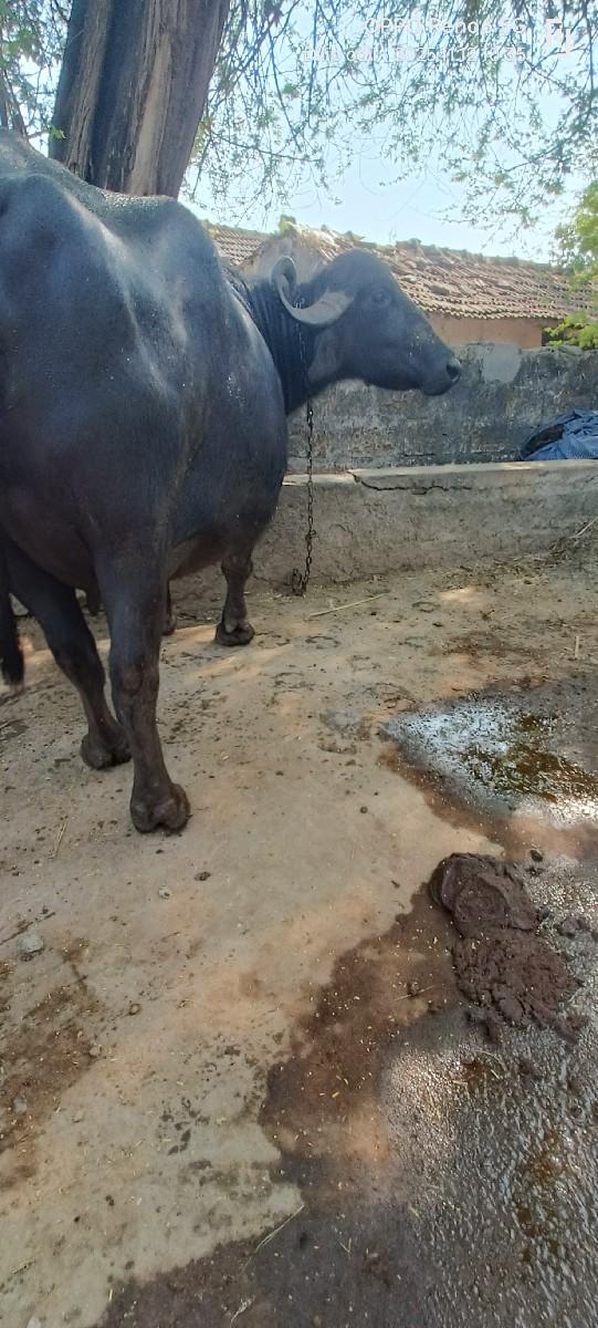 થંબનેલ 3