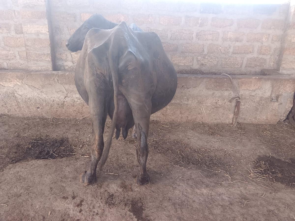 થંબનેલ 2