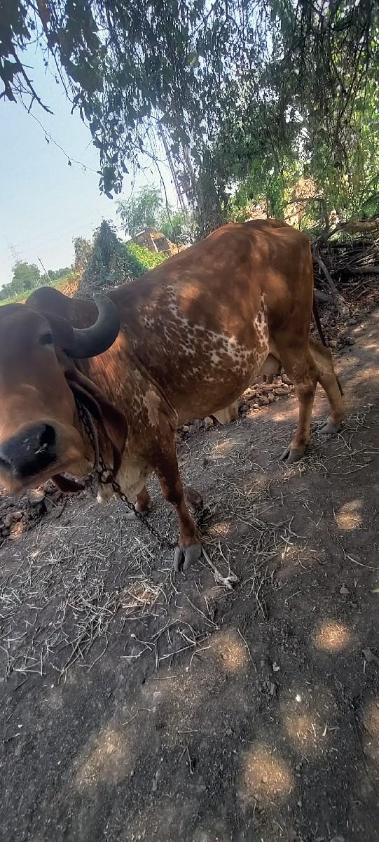 થંબનેલ 3