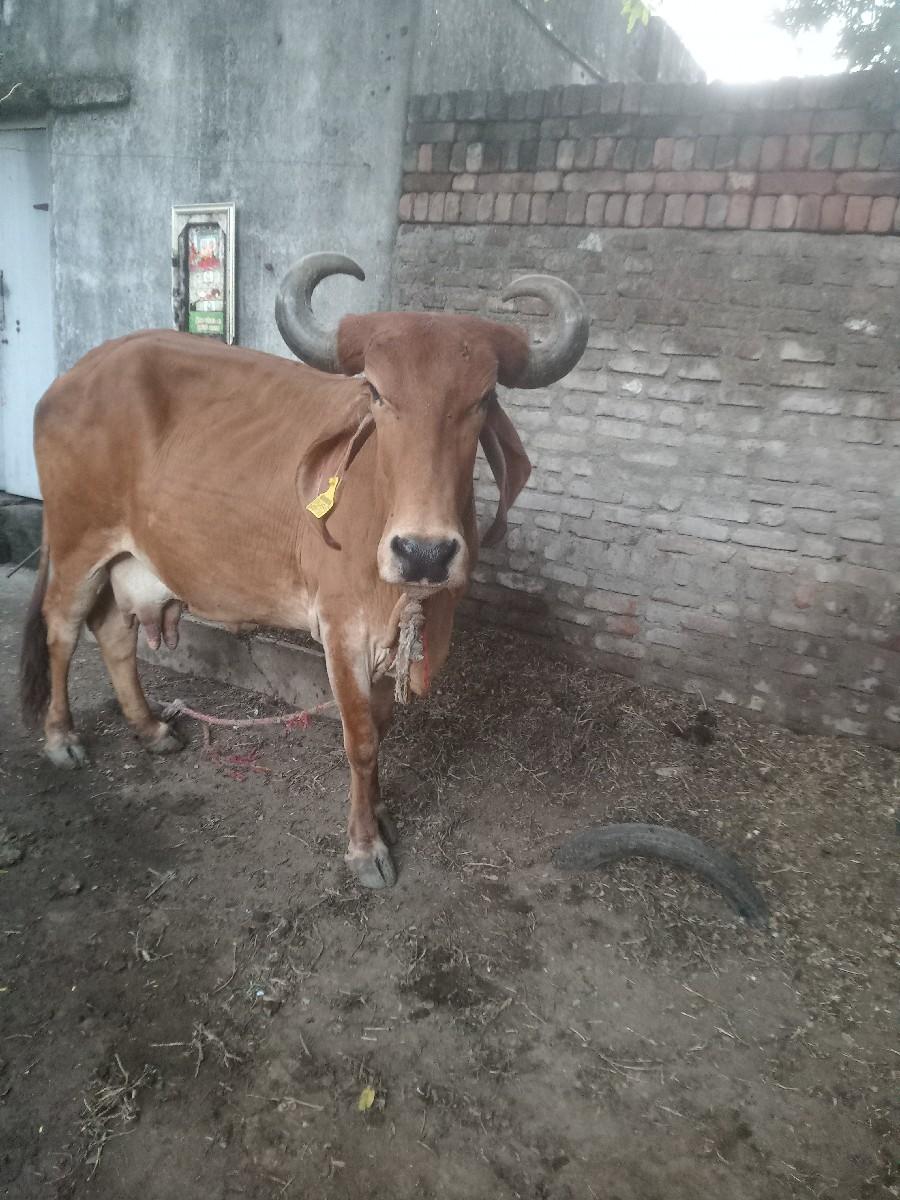 થંબનેલ 3