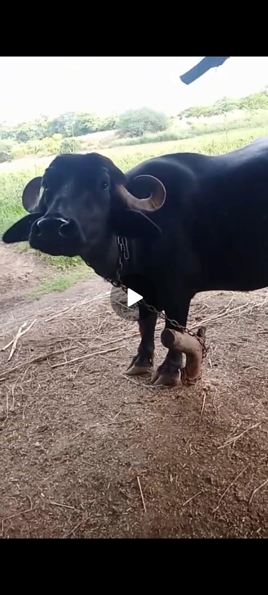 થંબનેલ 3