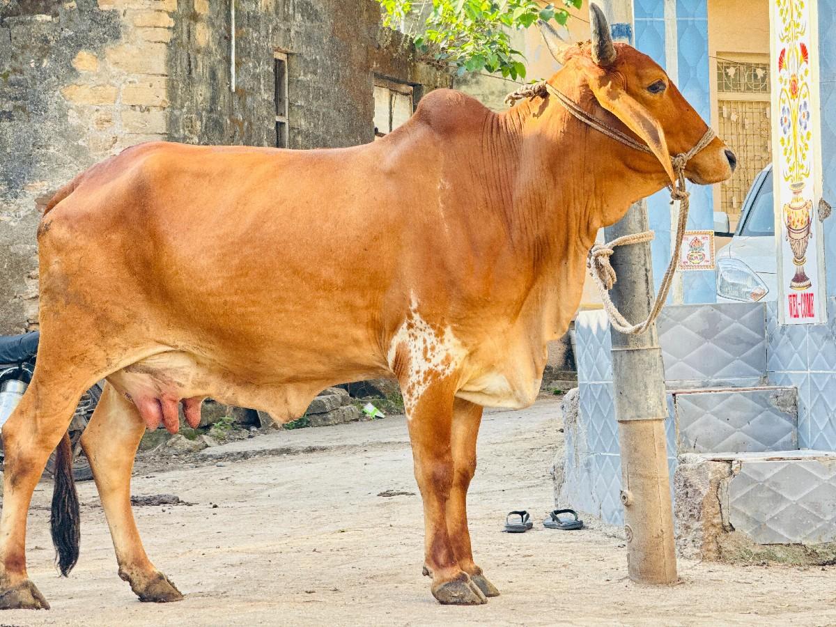 થંબનેલ 3