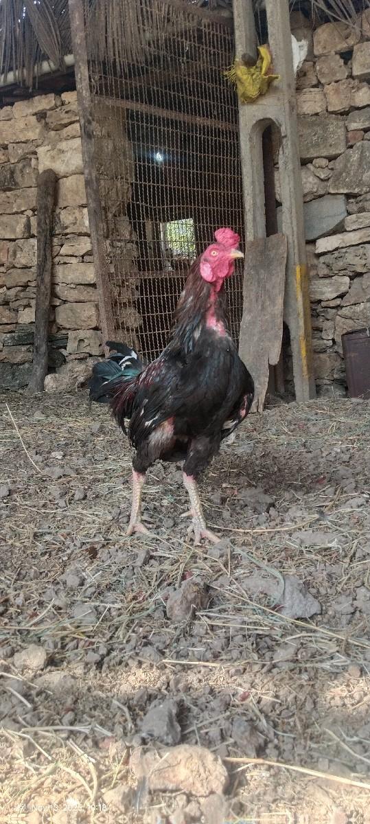 થંબનેલ 3