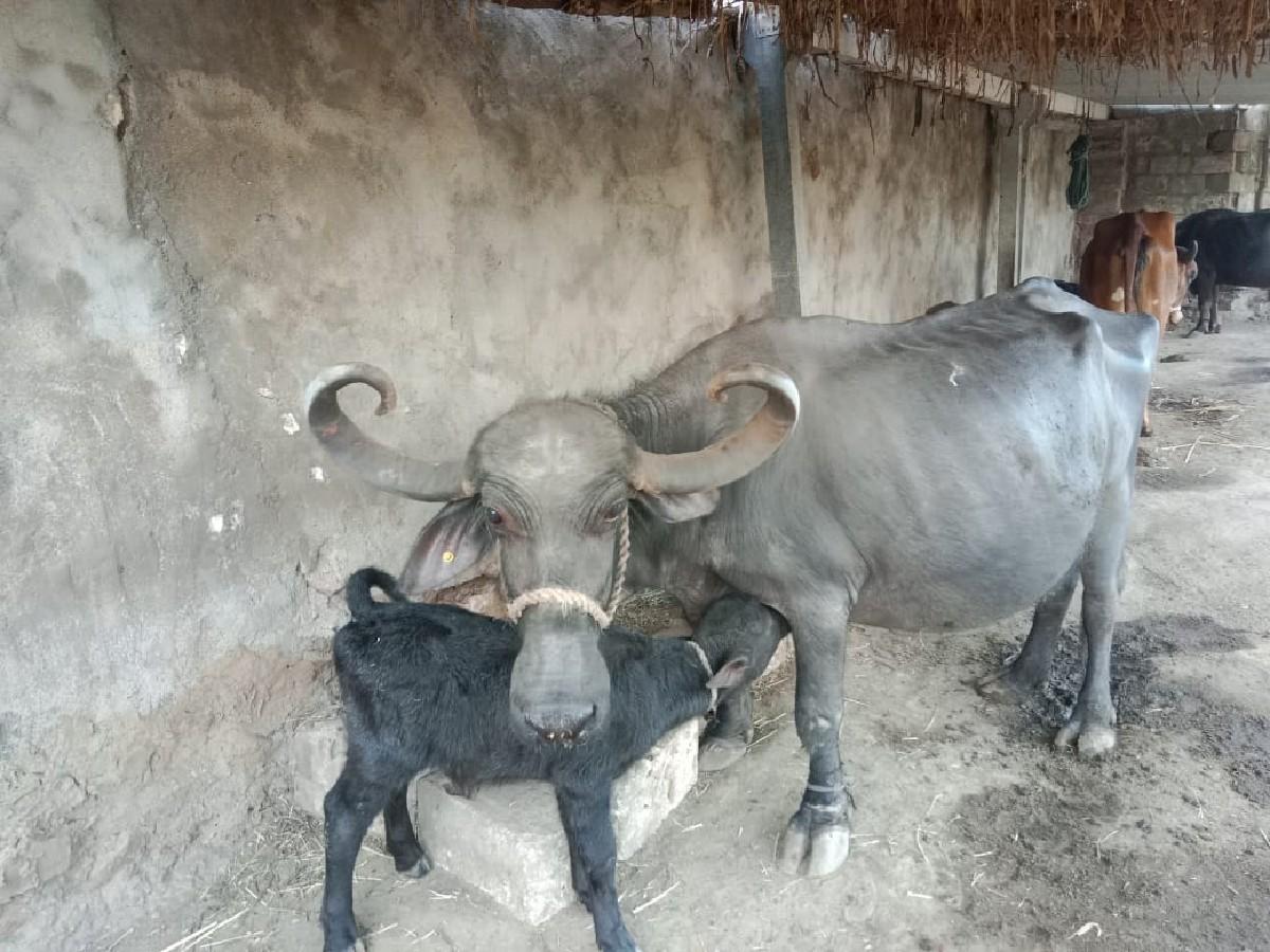 થંબનેલ 3