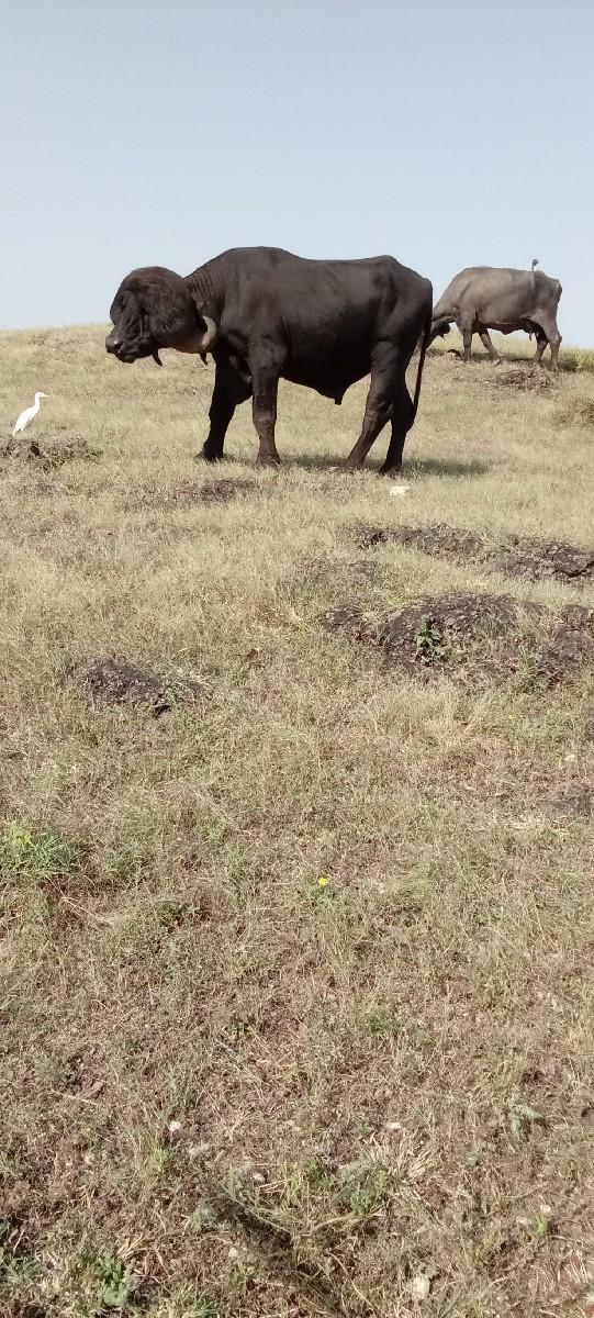 થંબનેલ 3