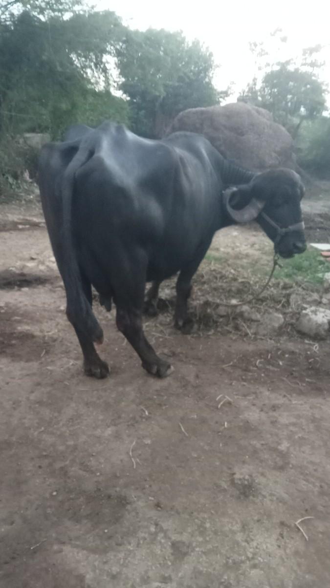 ભેંસ વેચવાની છે