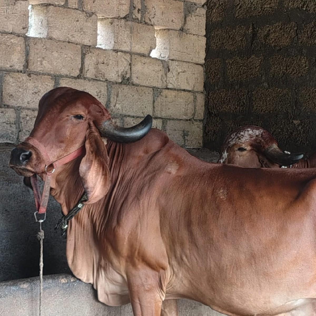 ગીર ગાય વેચવાની છે