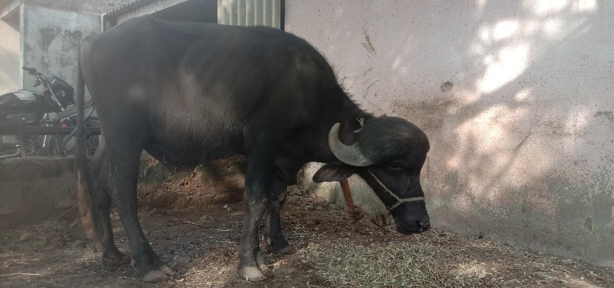 થંબનેલ 3