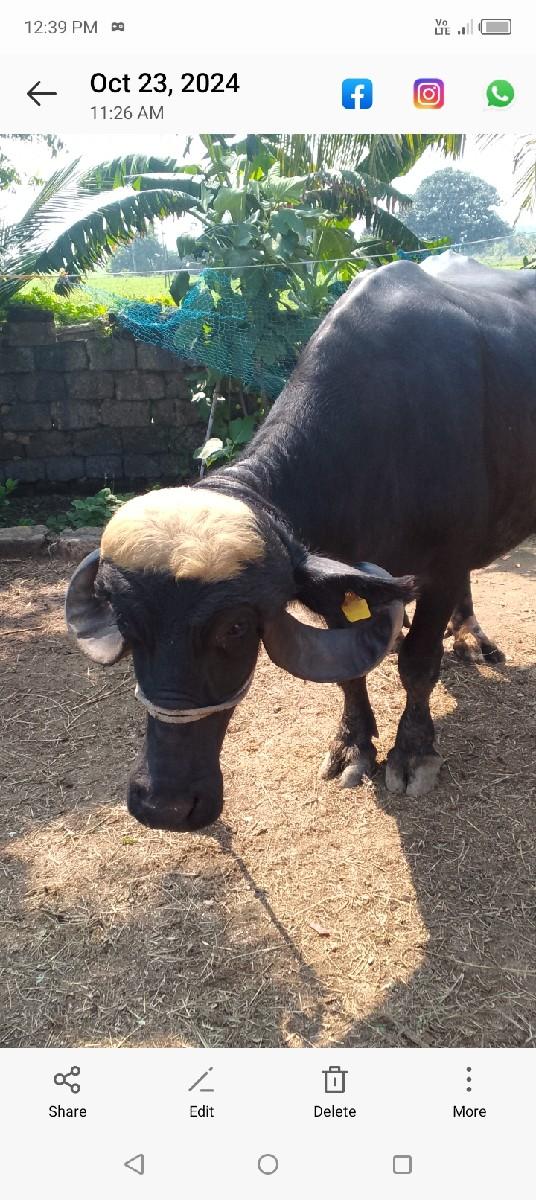 ભેંસ વેચવાની છે