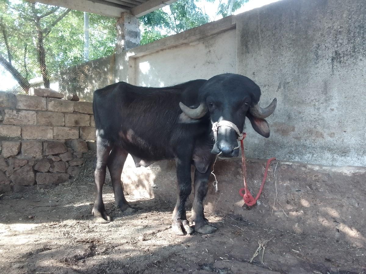 થંબનેલ 3