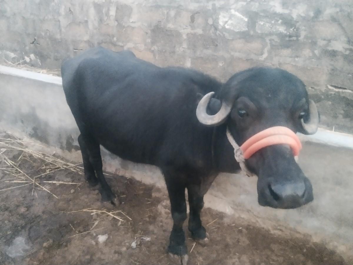 ખરેડી વેચવાની છે