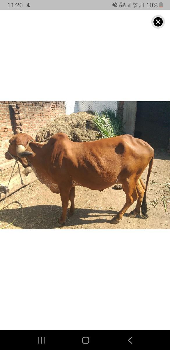 થંબનેલ 3