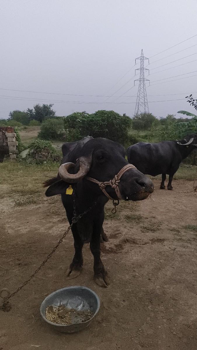 2 vetar bhes devani che 48000