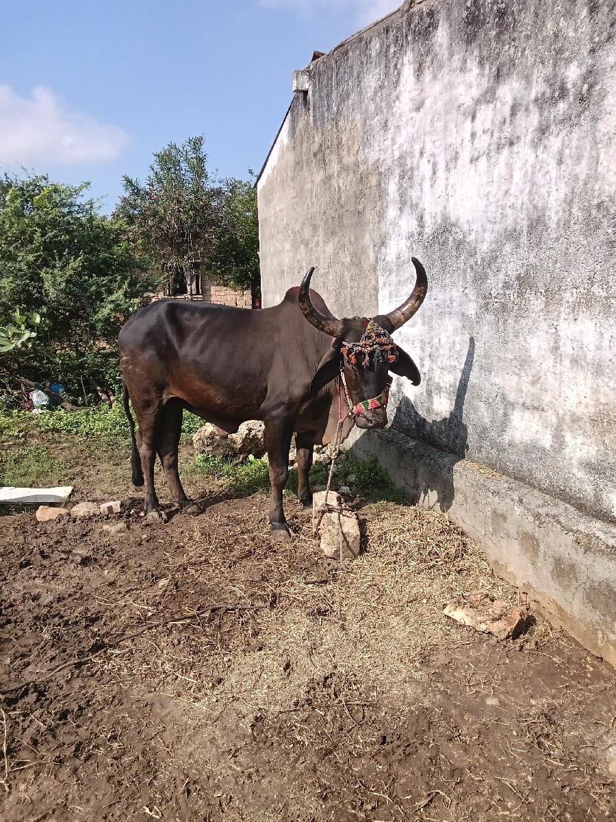 થંબનેલ 2