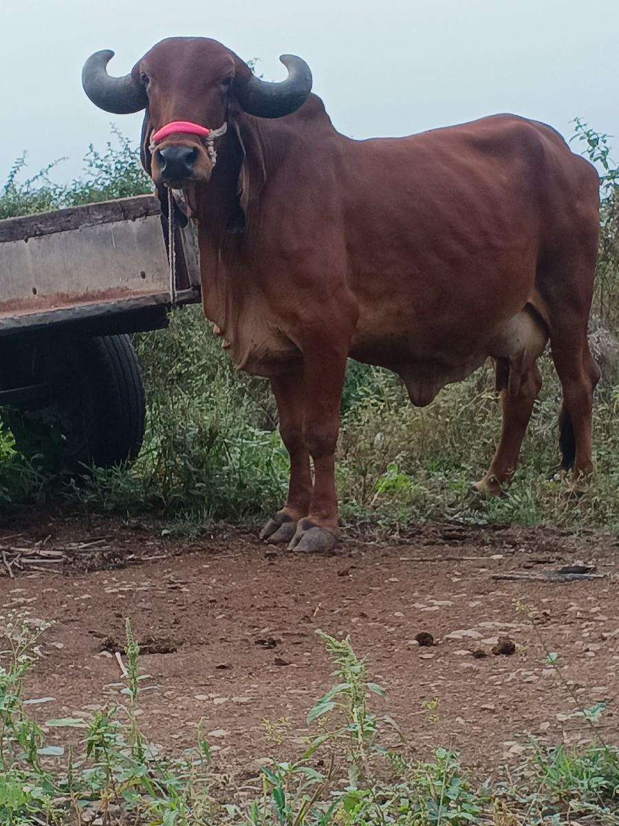 થંબનેલ 3