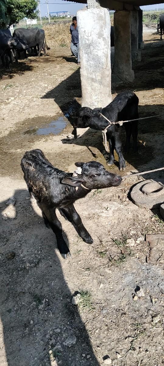 2 પાડા દેવાના છે.