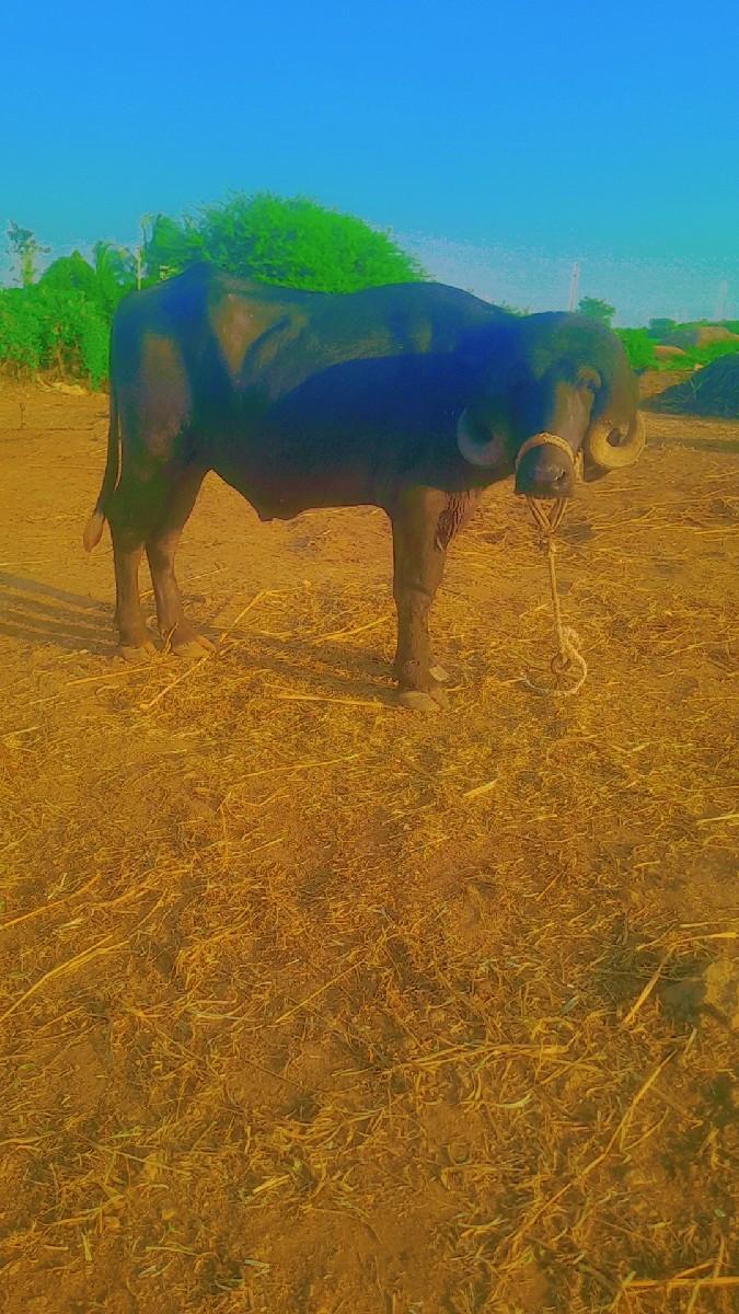 પાડો વેચવા નો છે