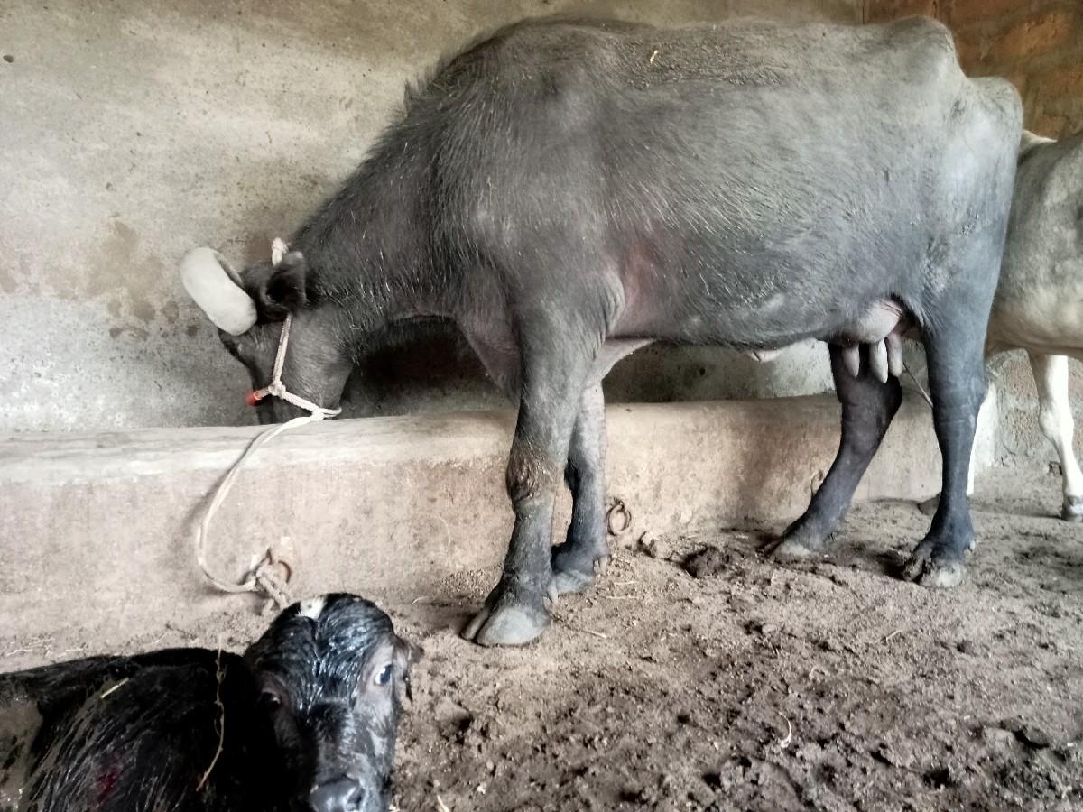 થંબનેલ 2