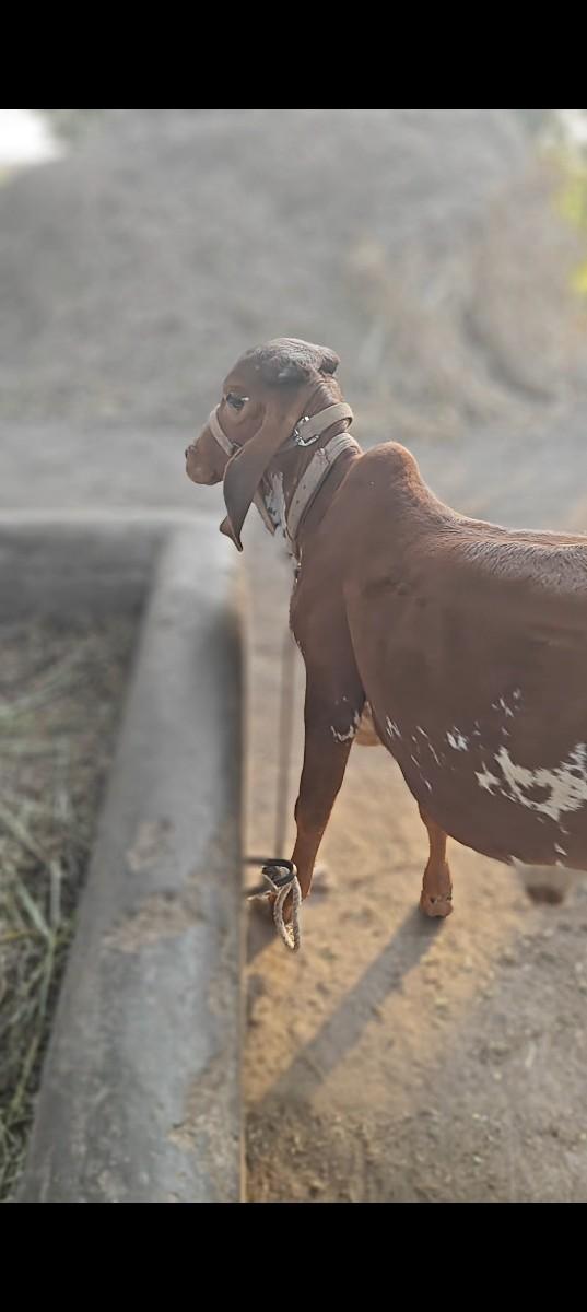 थंबनेल 3