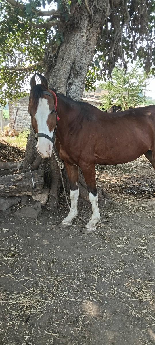 થંબનેલ 3