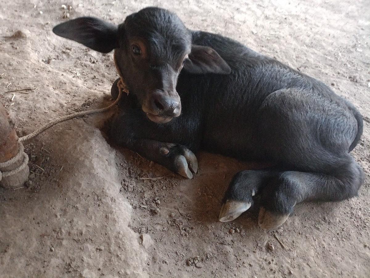 થંબનેલ 2