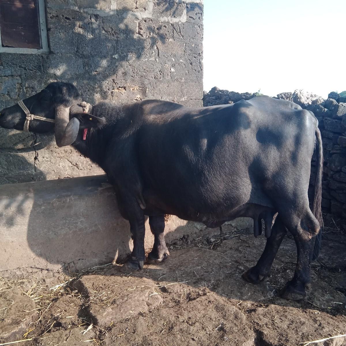 થંબનેલ 2