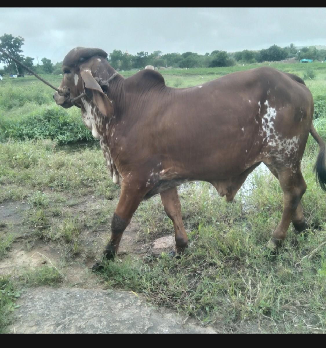 થંબનેલ 2