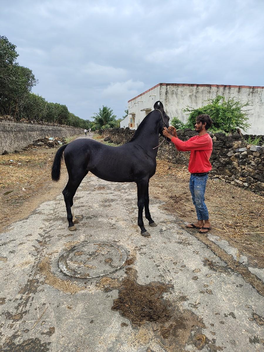 થંબનેલ 2