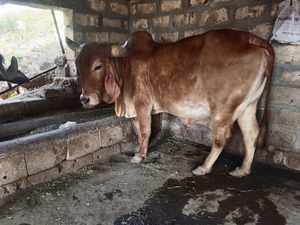 થંબનેલ 2