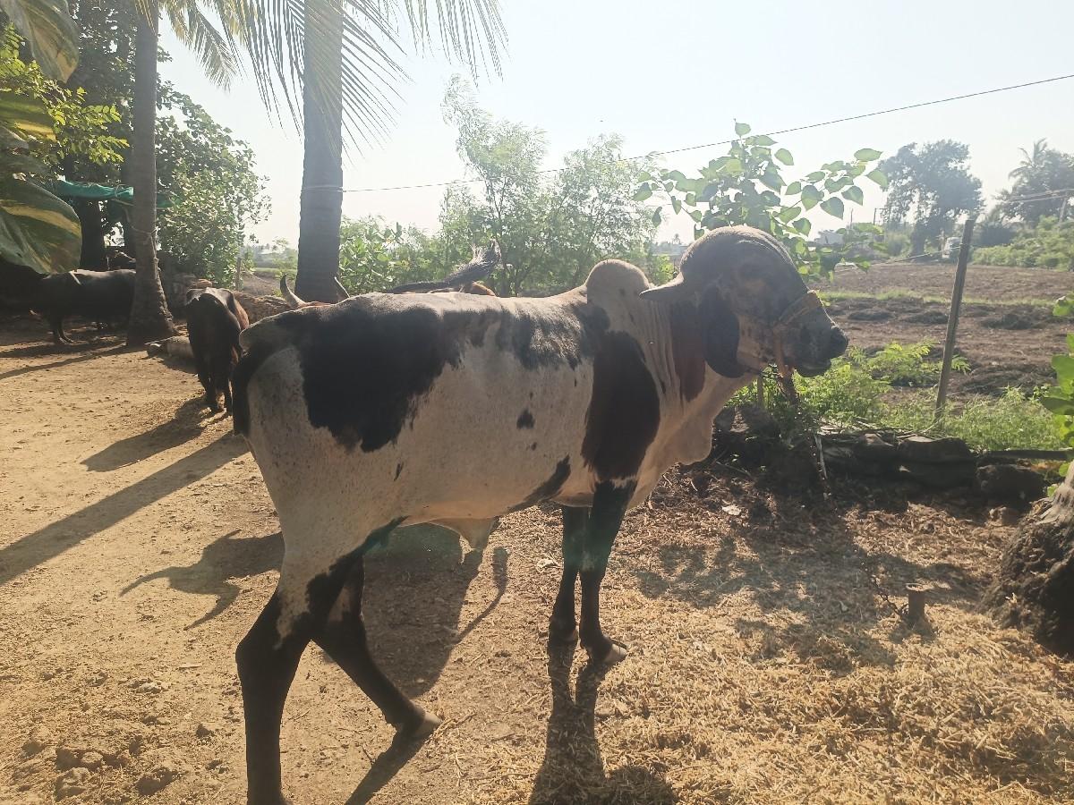 થંબનેલ 2