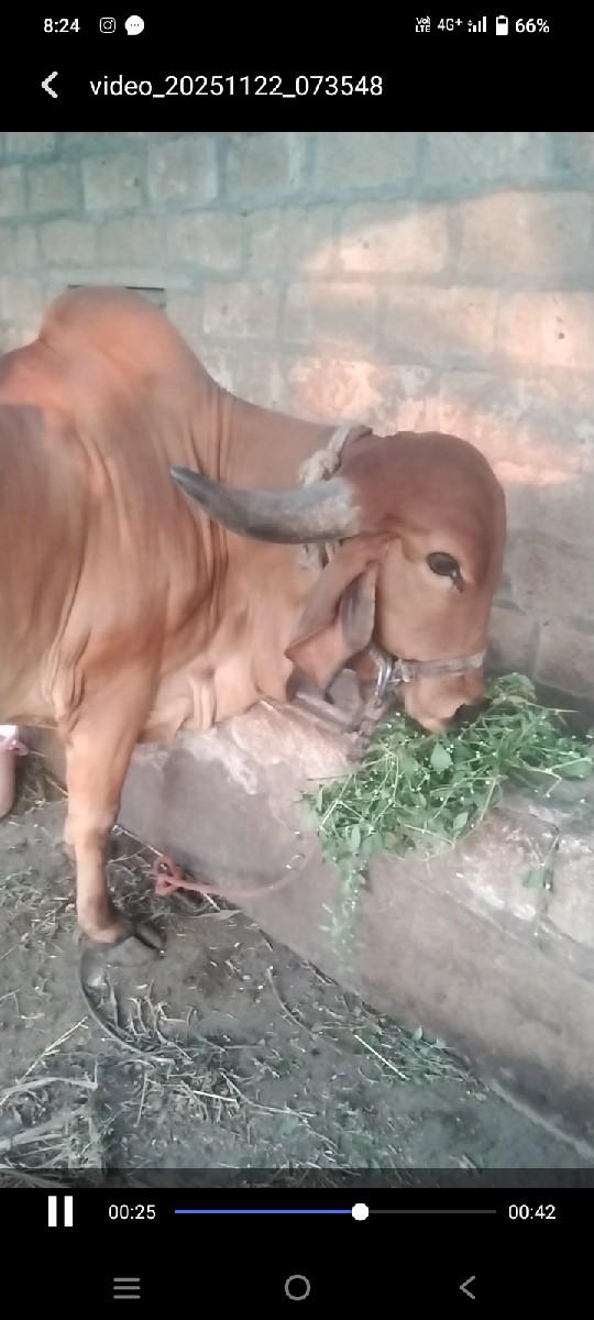 ગાય વેસવા ની છે