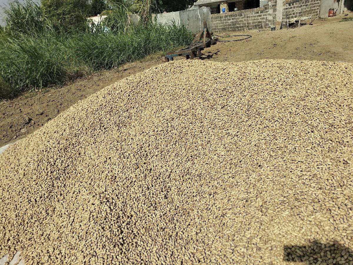 ગીરનાર ૪ 
કોરી