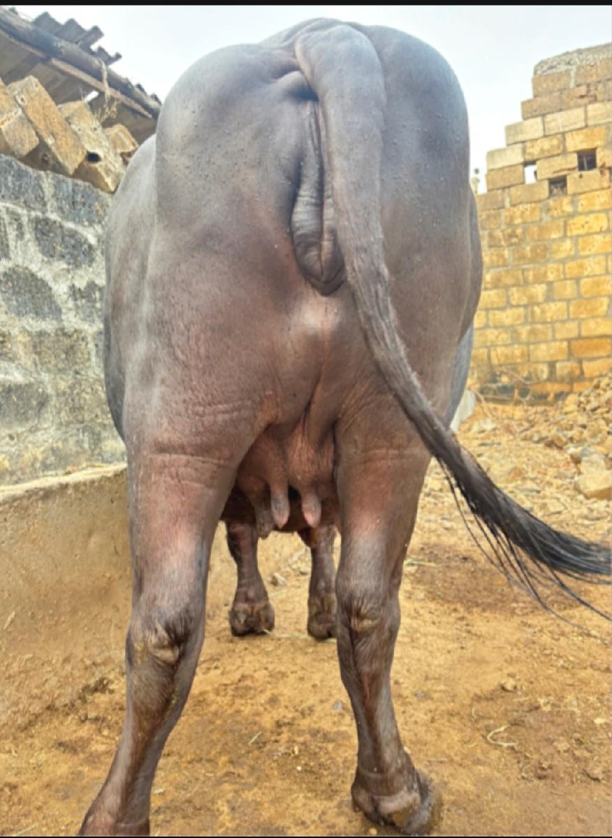 ભેંસ વેશવાની છે