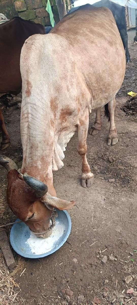 થંબનેલ 2