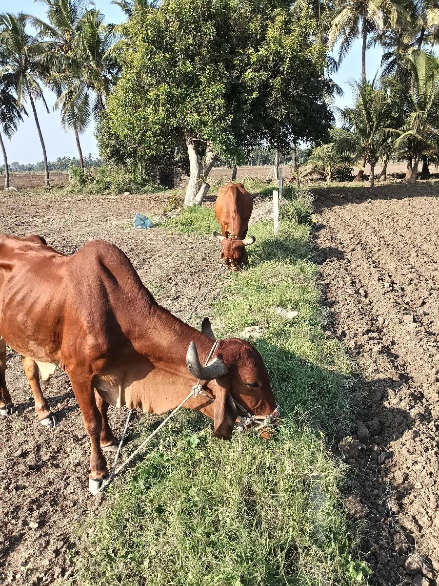 થંબનેલ 3