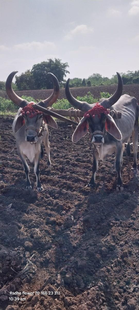 વઢીયારા વેચવાના છે