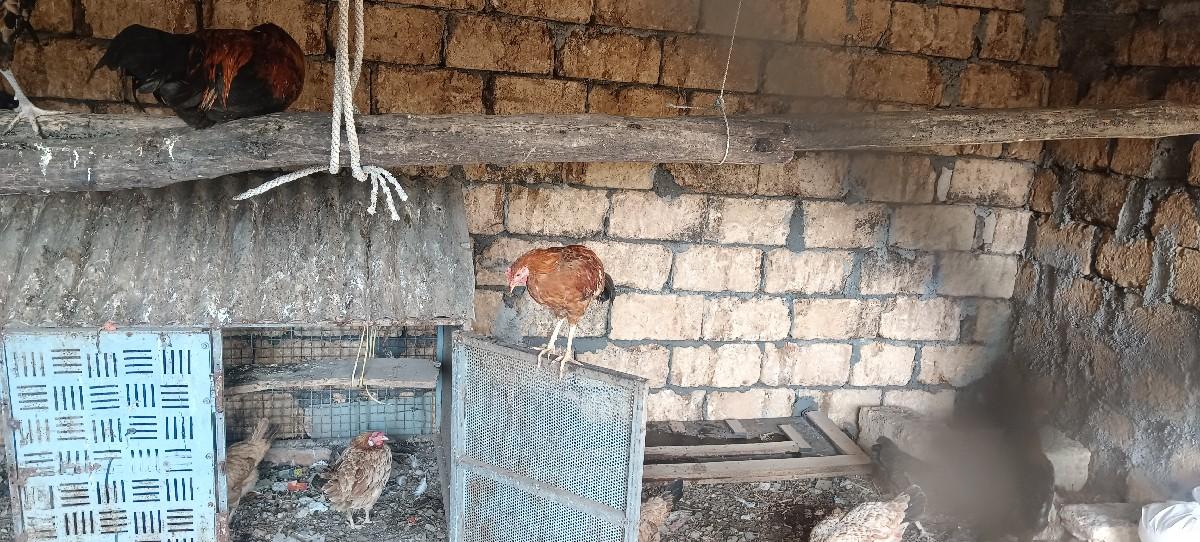 વેચવાના છે