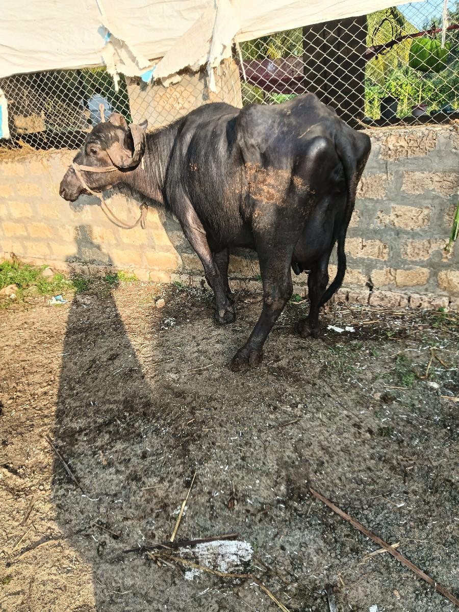 થંબનેલ 3