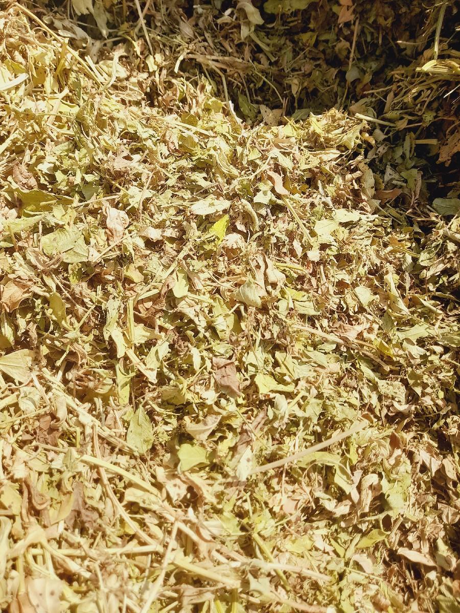 માંડવીના ભૂકો વેચાવાનો