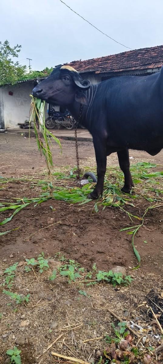 ખડેલિ વેસવાનિ સે ઉચાય લંબાઇ પુરી