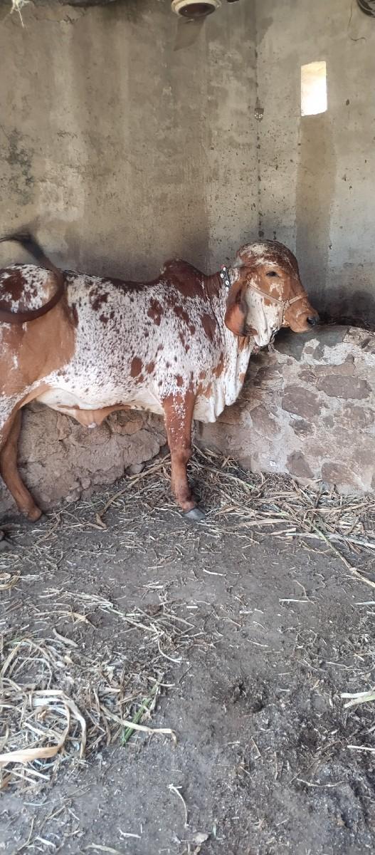 થંબનેલ 2