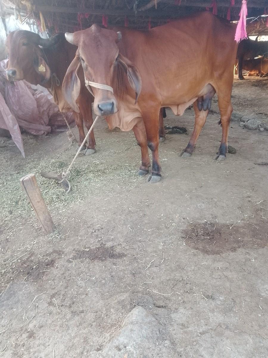 હોડકીવેશવાનીછે