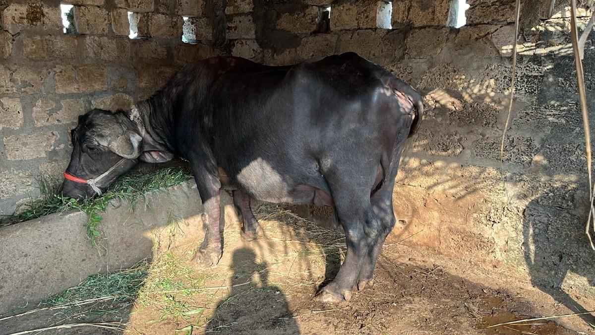 ભેસ વેચવા ની છે