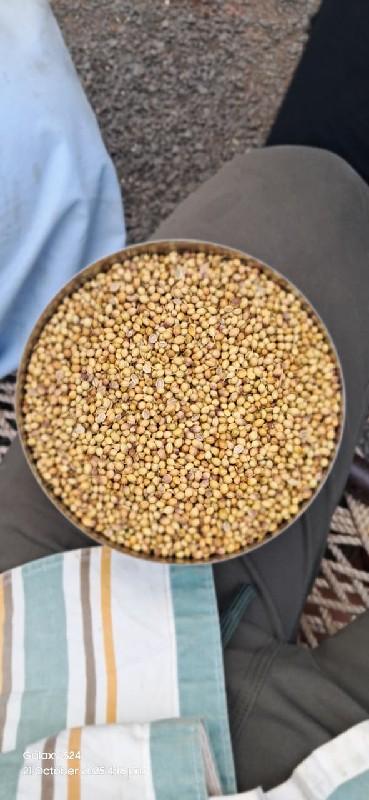 ધાણી નુ બિયારણ વેચવાનું છે