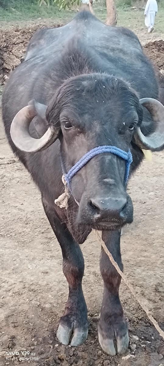 થંબનેલ 3