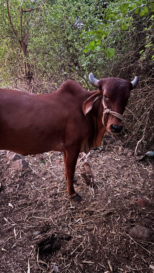 વેચવાની છે
