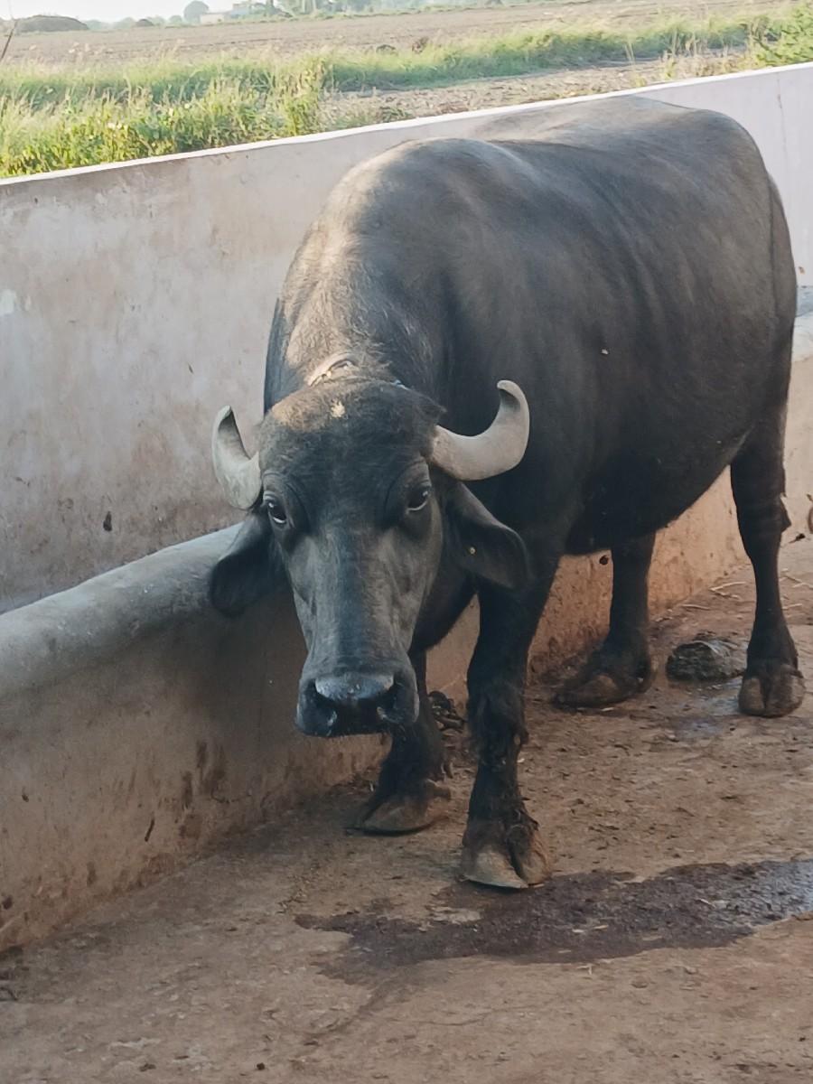 થંબનેલ 2